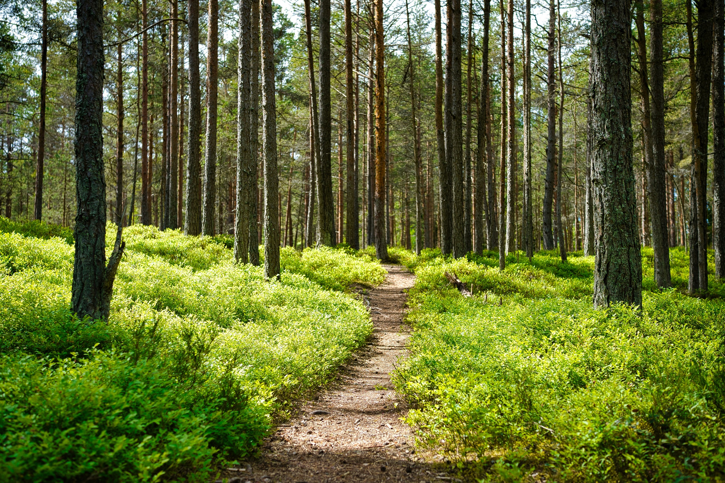 Sonniger Waldweg zwischen hohen Kiefern — Sinnbild für einen ruhigen, sicheren Weg